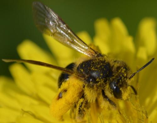 Andrena sp.